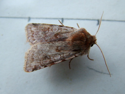 Red Chestnut